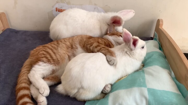 Kocak banget! Kelinci betina jatuh cinta pada kucing! Kelinci jantan sampai gemas sekaligus nggak bi