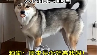 Anjing: Jadi kamulah yang mengadopsiku!