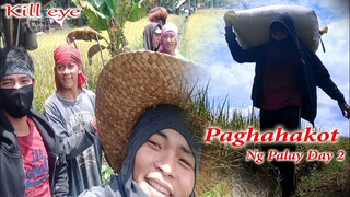 Day 2 Paghahakot Ng Palay - Kill eye (With Friends💪😁) Kill eye Real Life Vlog