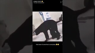 Puppy giving adult dog bj