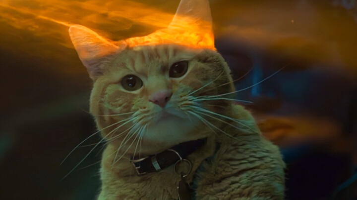 Shi Yuan Beast: Don’t let my cat-like appearance fool you—I can swallow the entire universe whole!