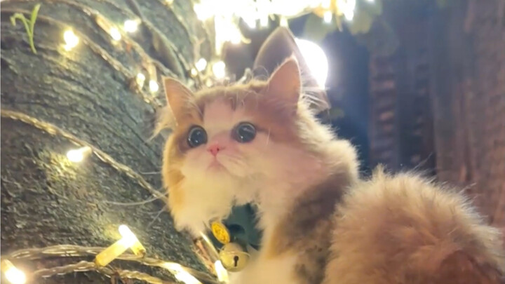 Sharing with you my adorable walking buddy who makes me laugh so hard