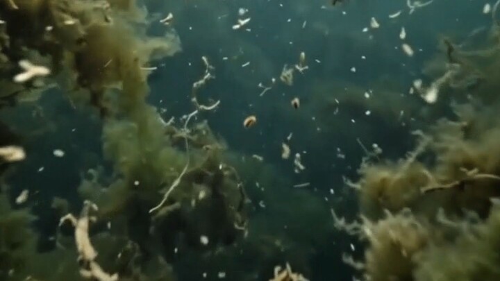 “What Happened When the Ocean Suddenly Turned Black?