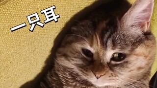 我那娇弱不能自理的猫大爷