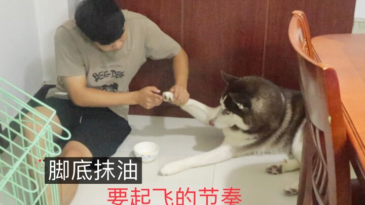 Apply oil to the paws of a husky, and it runs even faster!