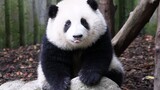 [Panda HeHua] Berjalan Mendekatimu Setelah Minum Air