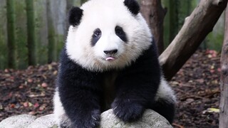 [Panda HeHua] Berjalan Mendekatimu Setelah Minum Air