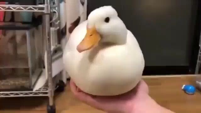 quack