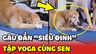 Bất ngờ với khả năng TẬP YOGA SIÊU ĐỈNH của Gâu Đần 😍 | Yêu Lu