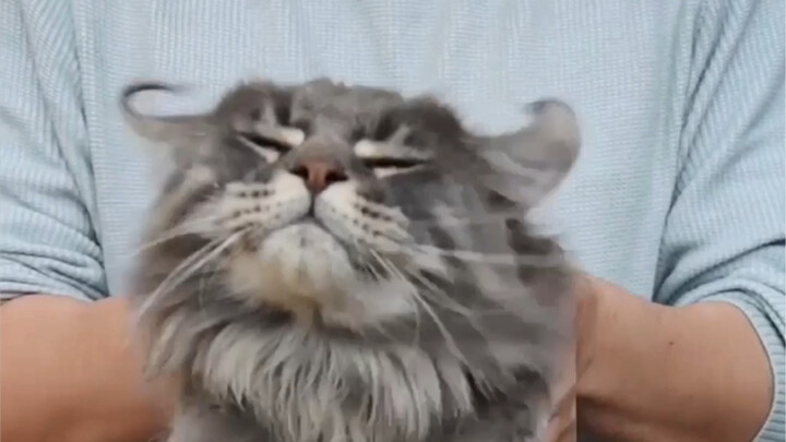 Mèo Maine Coon nhà người ta siêu oai phong – Mèo Maine Coon nhà tui siêu dễ thương hài hước!