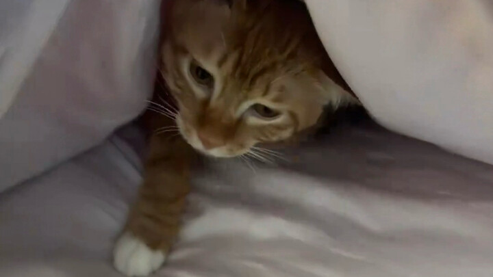 At this moment, the kitten scent is at its strongest.