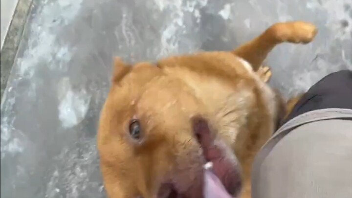 大黄确认出我的那一刻，激动的像条狗哈哈！