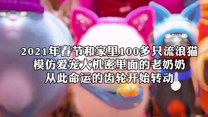 国际爱猫日｜感恩这一切！