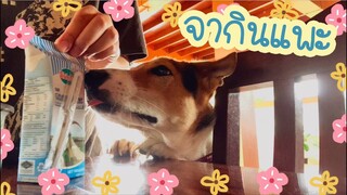 โลกของแสนดี ตอน หมากินแพะ