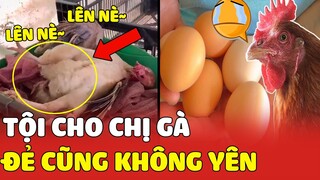 Tận cảnh CHỊ GÀ lần đầu ĐI ĐẺ gặp ngay thanh niên đỡ đẻ CÓ TÂM nhất quả đất😆😆| Yêu Lu