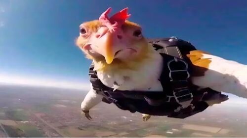 A Collection of Interesting Animal Appreciations