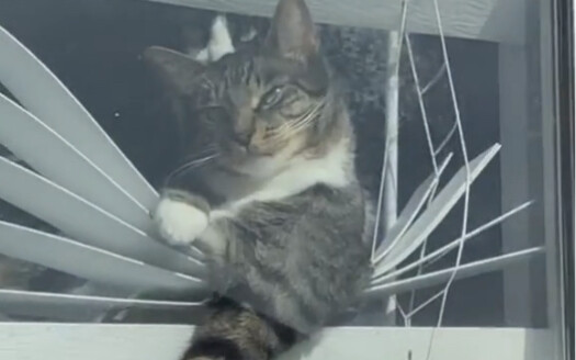 Can a Kitten Guard the House?