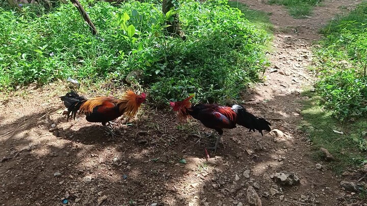 Navajero Gilmore VS Mclean Hatch spar