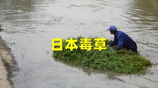 日本人曾在中国种下毒草，花2亿都无法清理，却被一小虫轻松解决