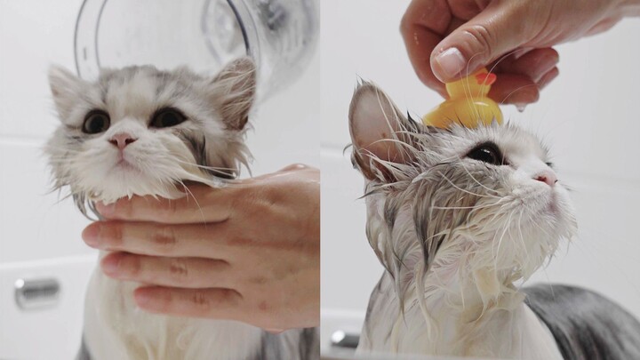 Sharing some tips to minimize stress when bathing your cat, so they’ll come to love bath time!