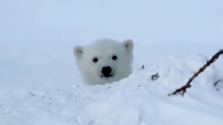 แอบส่องความน่ารักของเจ้าหมีขั้วโลก