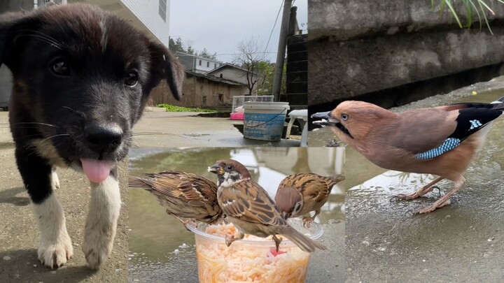 The neighbor’s dog is chasing birds again—I’m really gonna teach it a lesson this time!