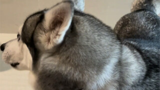 Benar, kalian melihat seseorang yang memakai celana musim gugur dan mengejar celana di jalan-jalan i