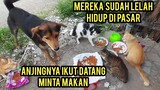 Kucing Liar Dan Anjing Di Pasar Ini Pada Kelaparan Suka Pada Minta Makan..!
