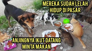 Kucing Liar Dan Anjing Di Pasar Ini Pada Kelaparan Suka Pada Minta Makan..!