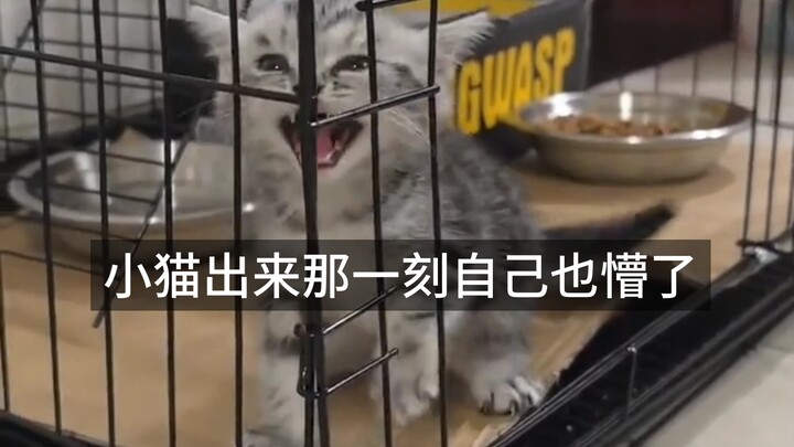 Saat anak kucing itu keluar, dia sendiri juga terkejut