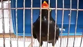 นกสีทองอวยพรคุณ