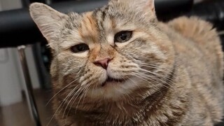 After eating cat food, I'm in a slightly tipsy state.