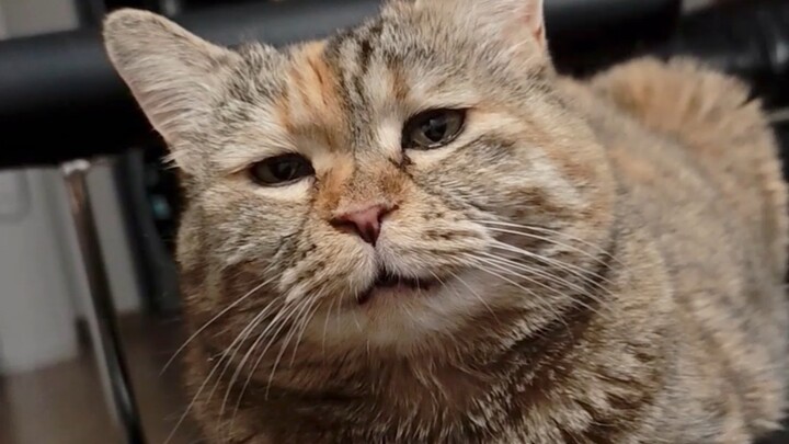 After eating cat food, I'm in a slightly tipsy state.