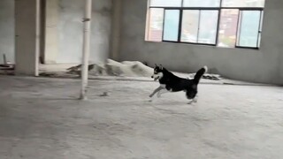 إنه كلب هاسكي نقي جدًا، ها ها!