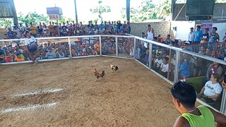 December 10 pitogo cock fight arena panalo bulik natin mga boss