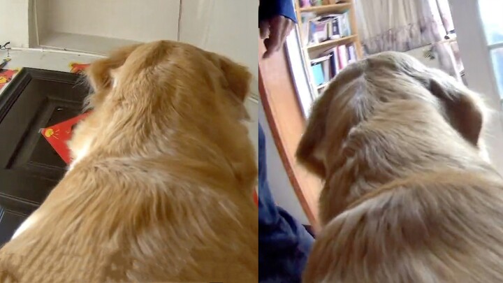 The owner asked the dog to deliver pomelos to the uncle in the next building. The dog took it super 