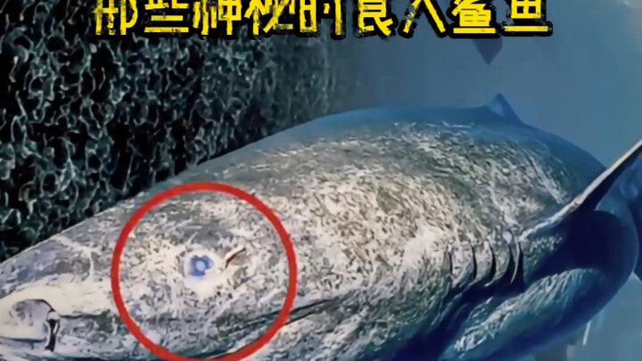 Ikan hiu apa ini? Apa dia pemakan manusia?