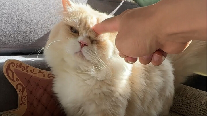 The cat-themed guesthouse I booked online actually has real cats sleeping with me—what a steal, ever