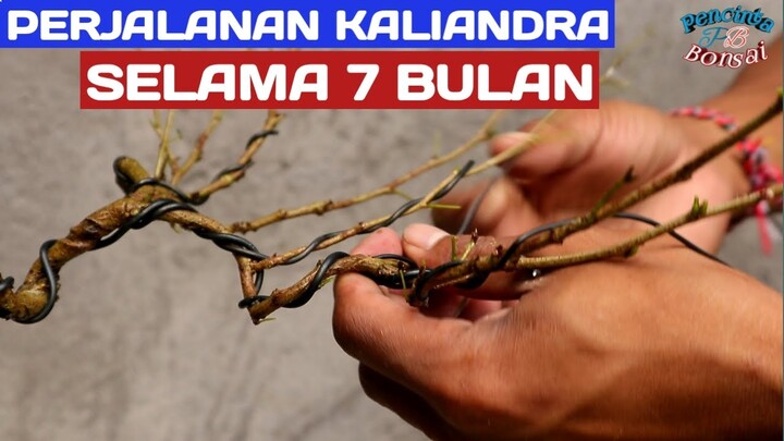 Hal penting untuk hasil yang maksimal dalam.membuat bonsai