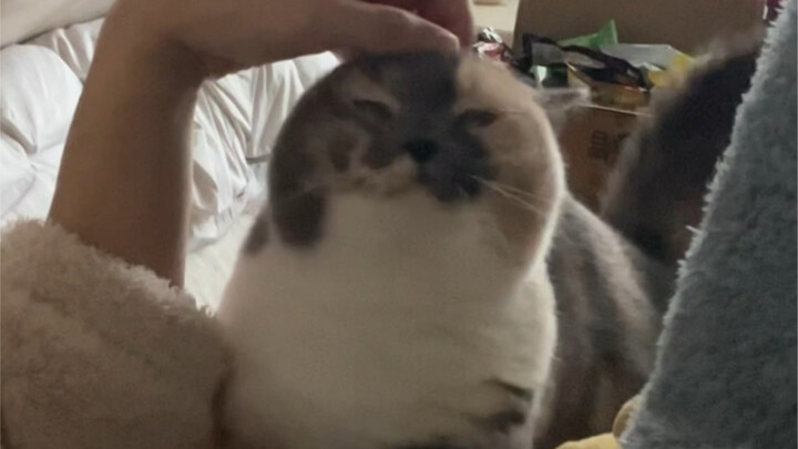 Cats understand hints