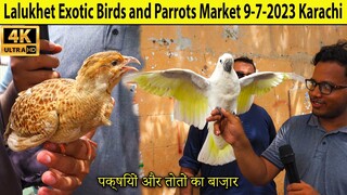 Lalukhet Exotic Birds Parrots Hen and Rooster Market 9-7-2023 Karachi Unique and Rare birds