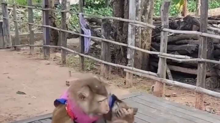 Monkey was teasing the baby dog… then BIG DOG pulled up! 😂🐒🐶💦