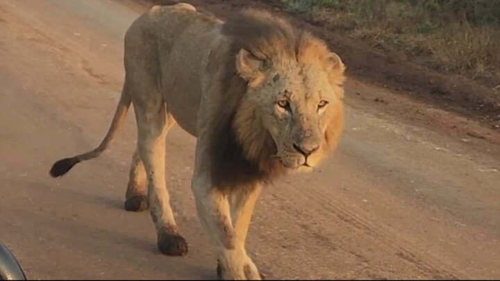 Nairobi National Park #safari #wildlife - Africa Vacation king Lion