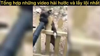 Tổng hợp những video hài hước và lầy lội P7