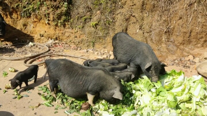 หมูเยอะเกินไป พวกคุณมีวิธีทำให้มันเชื่อฟังหน่อยได้ไหม?