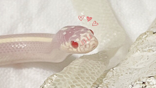 California Kingsnake Shedding