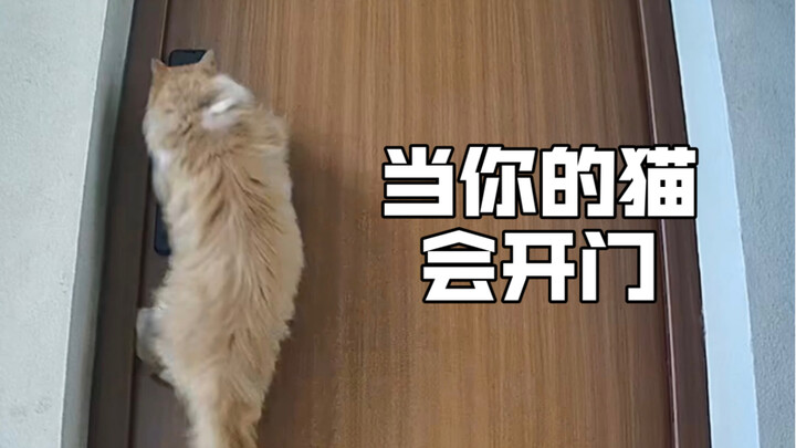 When Your Cat Knows How to Open Doors