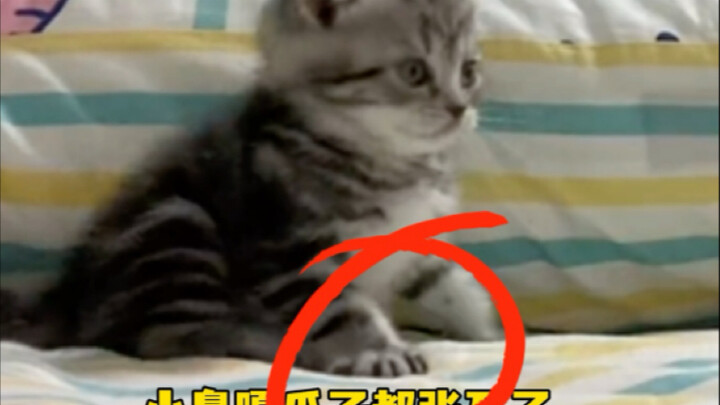 Why is the little cat getting more and more excited?