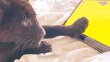 Binatang|Saat Kucing Kuwuk Hitam Melihat Tikus di Televisi