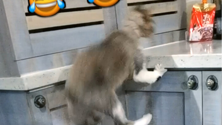 Bagi kucing: Sekali melompat gagal, sepuluh tahun mengalami hambatan melompat! Bagaimana ini?